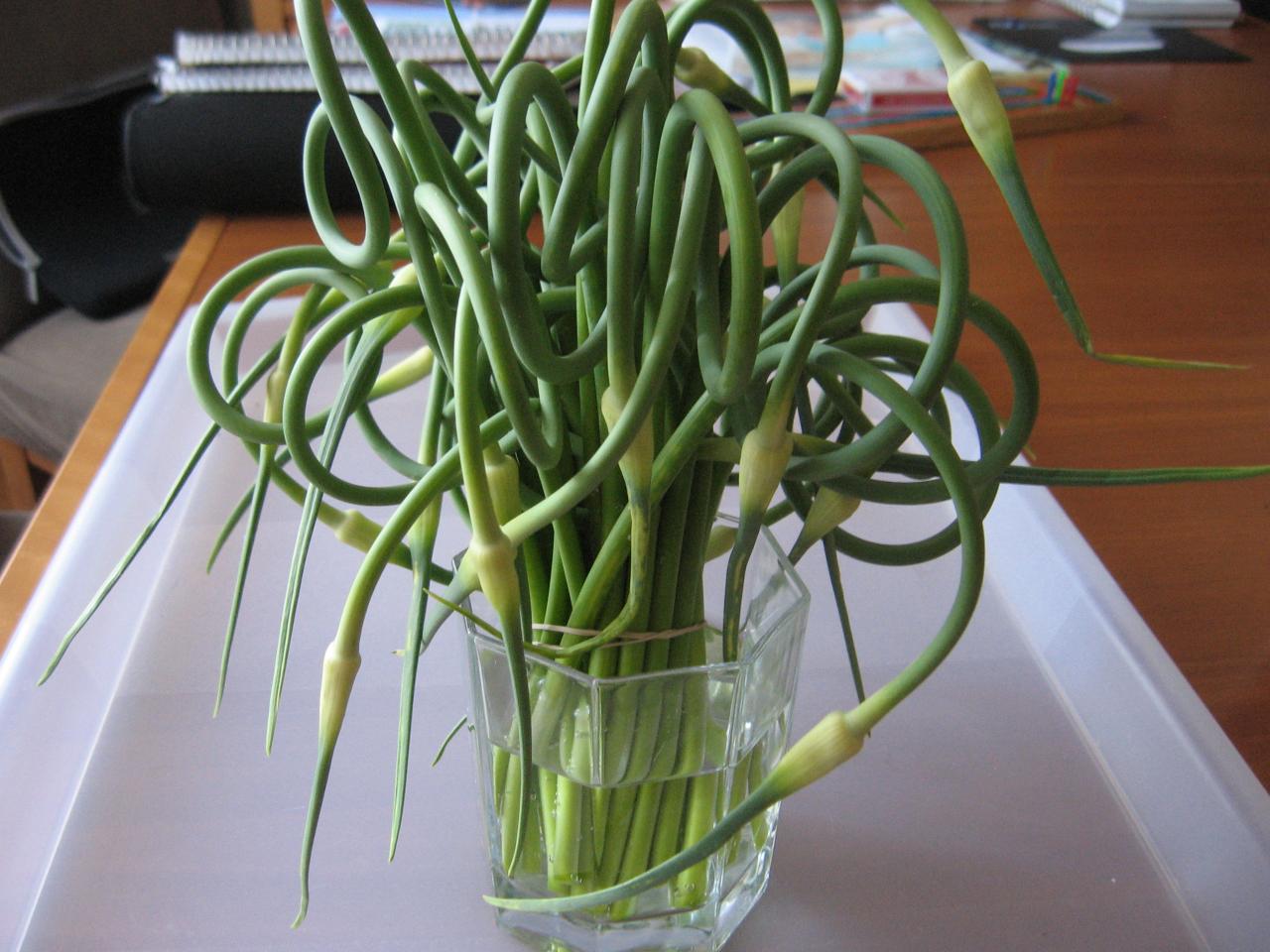 The Great Garlic Escape…Garlic Scapes and Almond Pesto