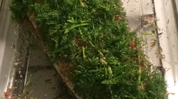 Adventures with Graavilohi aka Gravlax aka cured salmon