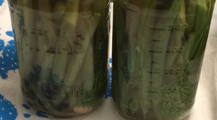 Dilly Beans and Quickles aka Quick Pickles Experiment #1