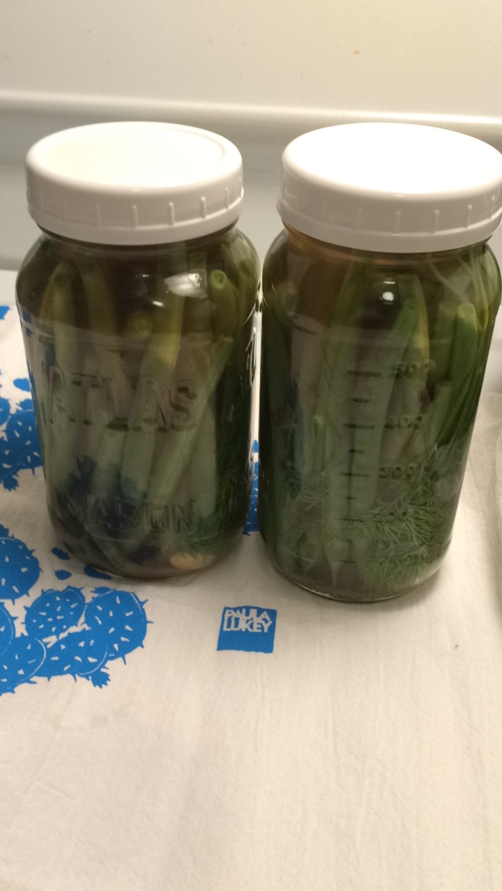 Dilly Beans and Quickles aka Quick Pickles Experiment #1